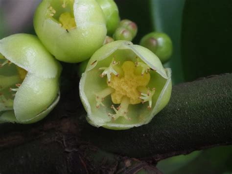 福木開花|福木Garcinia subelliptica藤黃科